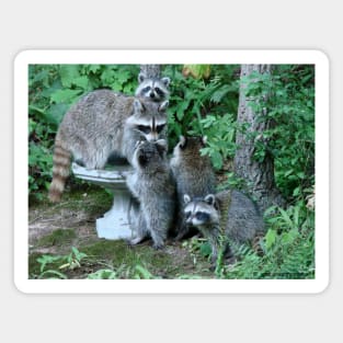 Raccoon Mom with 4 Kits Magnet